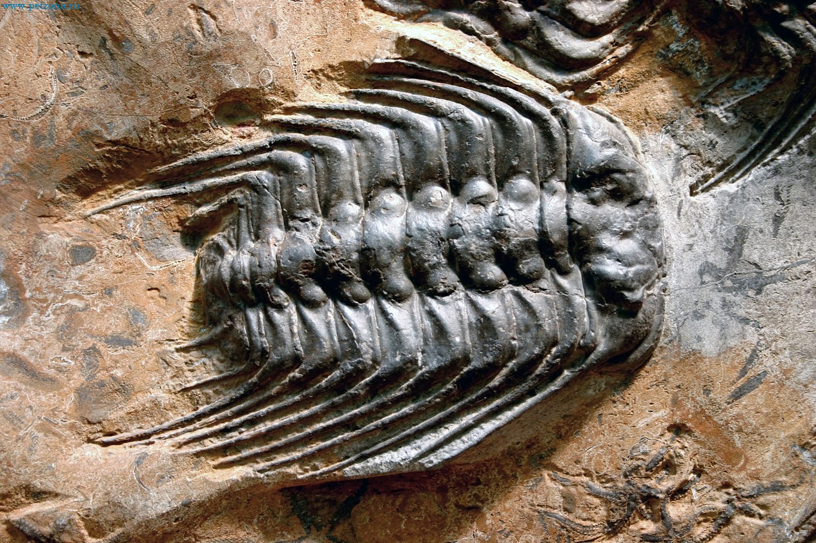 Fossil Трилобит
